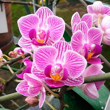 Orquidea Vanda