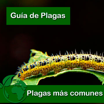 Las 11 Plagas más comunes en tu Huerto