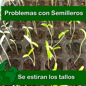 Por que se estiran los tallos de las plantas?