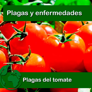 Plagas y enfermedades del tomate