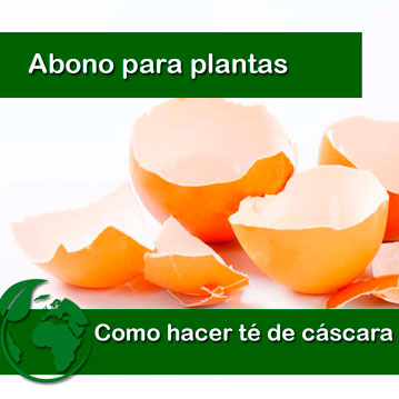 Te de cascara de huevo