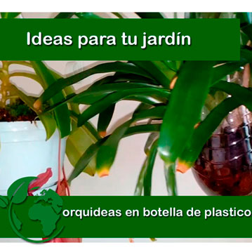 Cultivar orquideas en botella de plastico