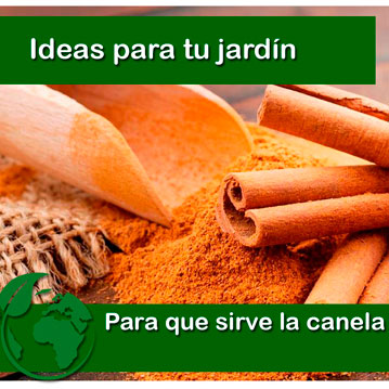 Canela para las plantas