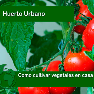 Como cultivar vegetales en casa