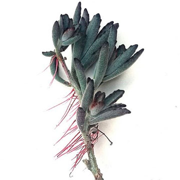 Raices aereas en suculentas