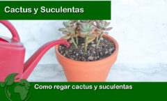Como regar cactus y suculentas