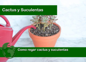 Como regar cactus y suculentas