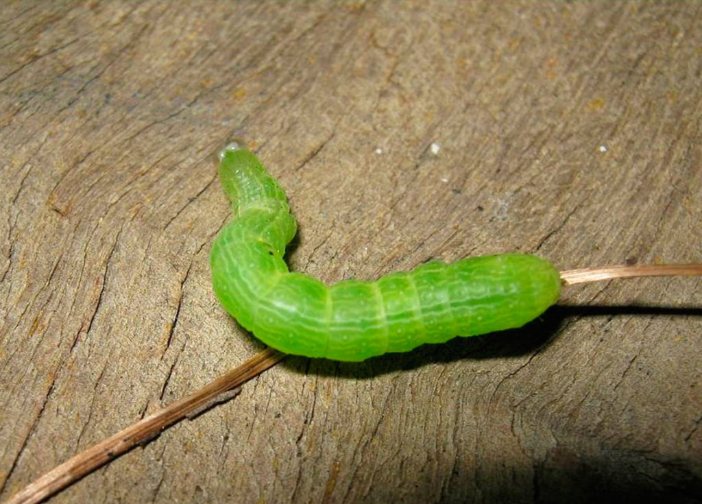 larvas u orugas