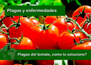 Plagas y enfermedades del tomate