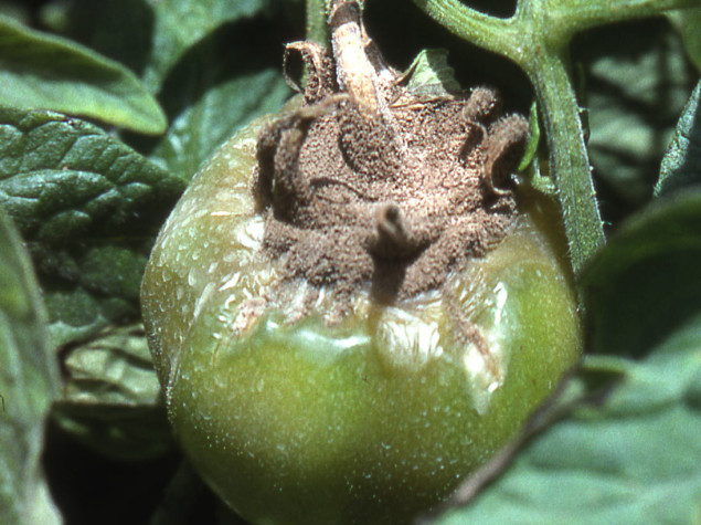 Enfermedades del tomate podredumbre gris