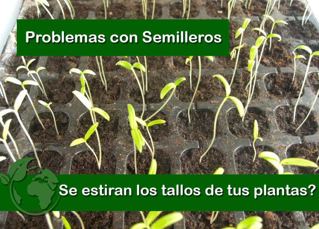 por que se estiran los tallos de las plantas