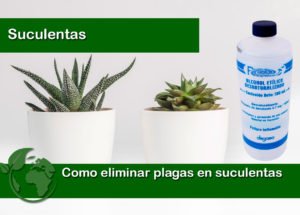 Como eliminar plagas en plantas suculentas