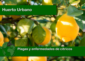 Plagas y enfermedades de citricos