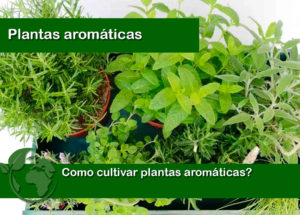 plantas aromaticas
