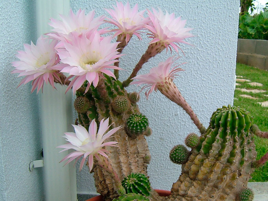 tipos de cactus con flores