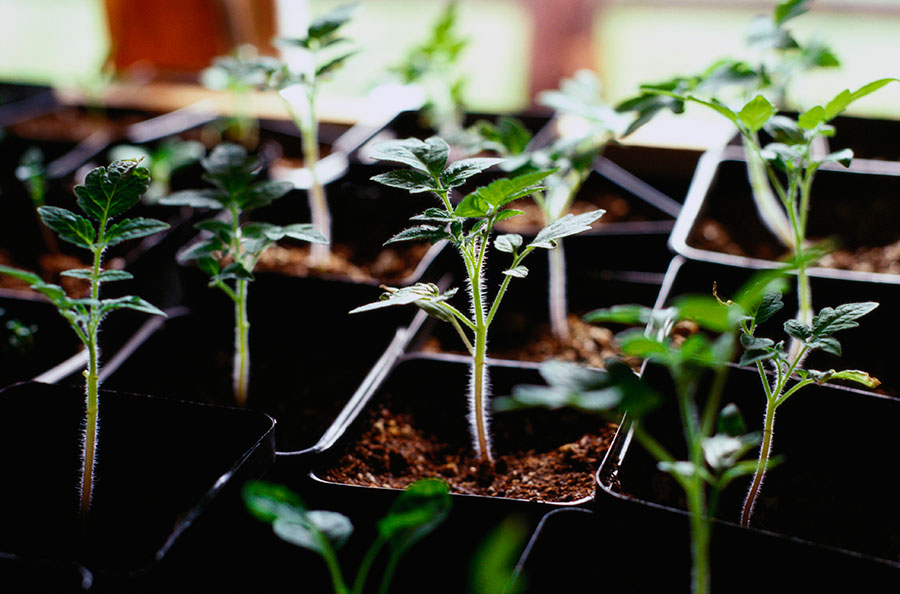 Como germinar semillas de tomate