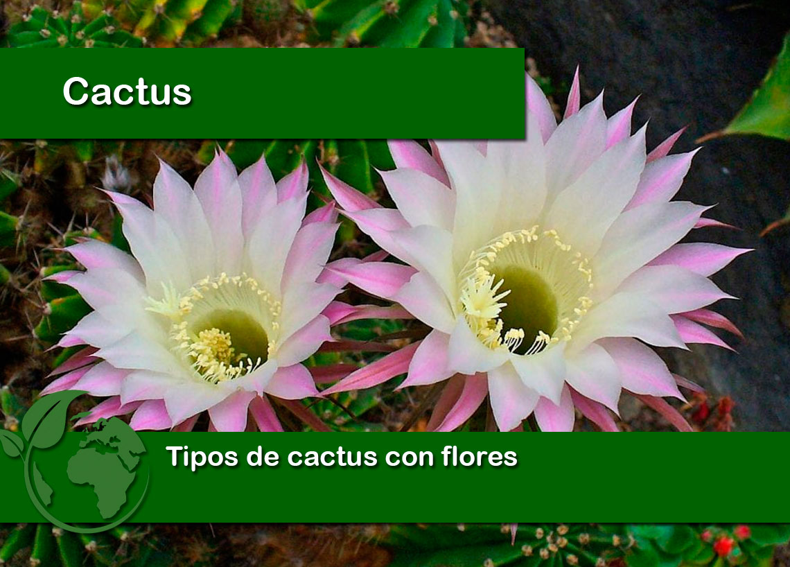 Tipos de cactus con flores