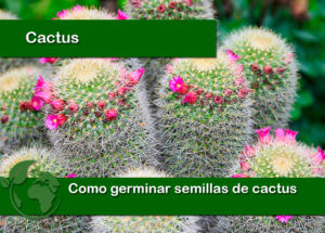 Como germinar semillas de cactus