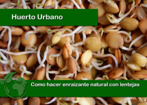 Como hacer enraizante natural con lentejas