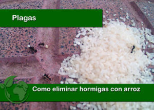 Como eliminar hormigas con arroz