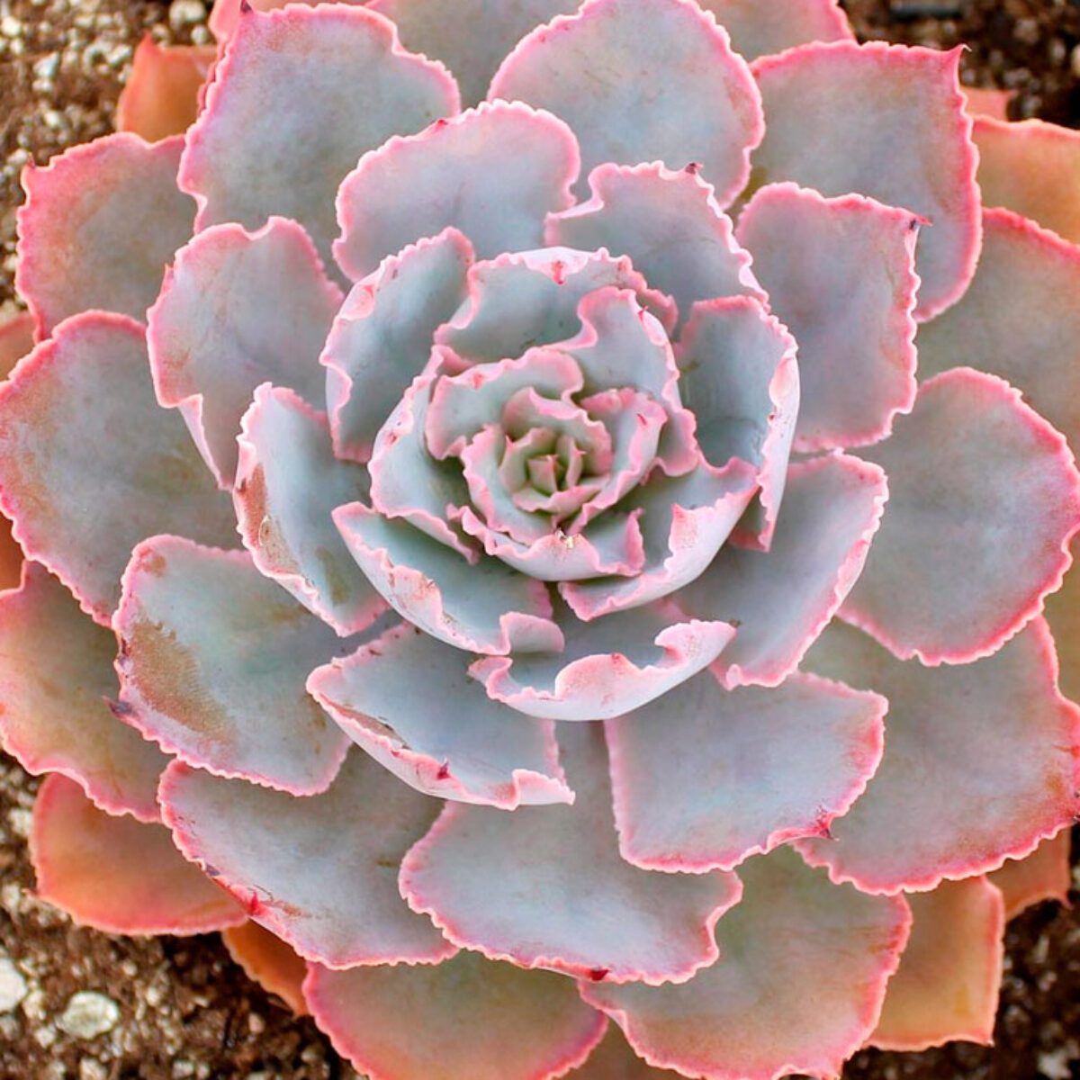 Echeveria-Shaviana-Pink-Frills