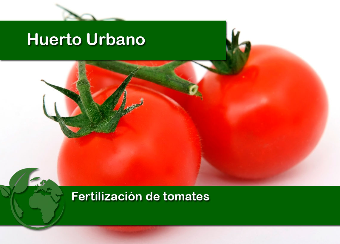 Fertilización de tomates