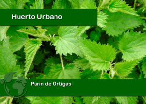 Purin de ortiga