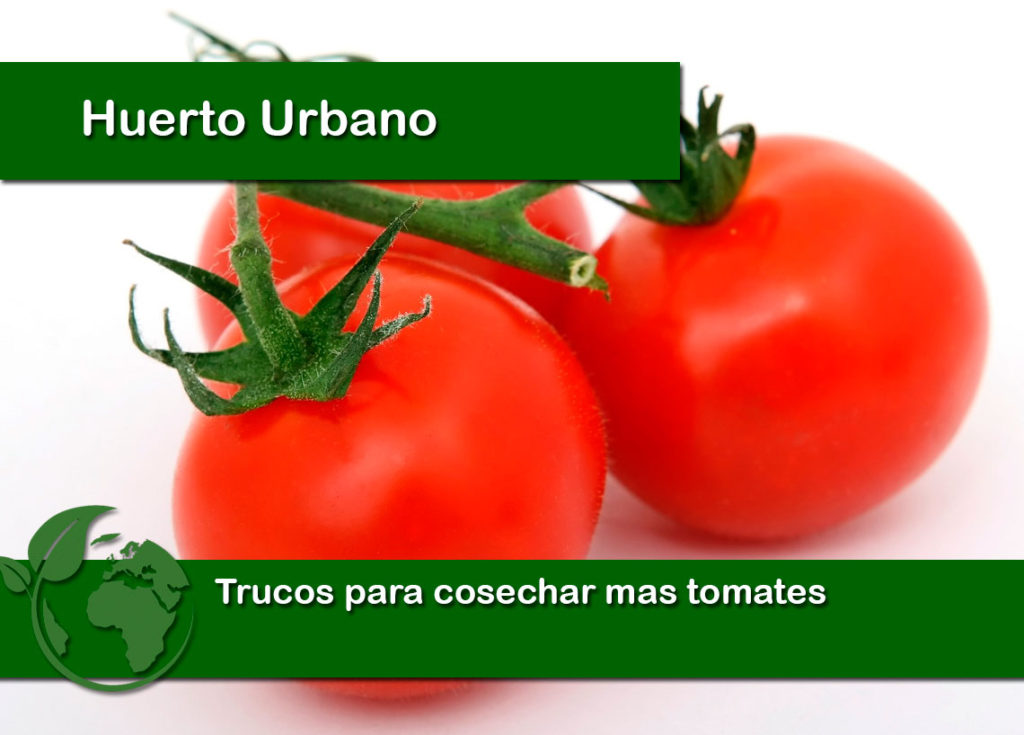 Trucos para cosechar mas tomates