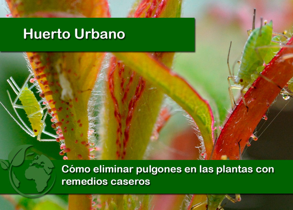 Cómo eliminar pulgones en las plantas con remedios caseros