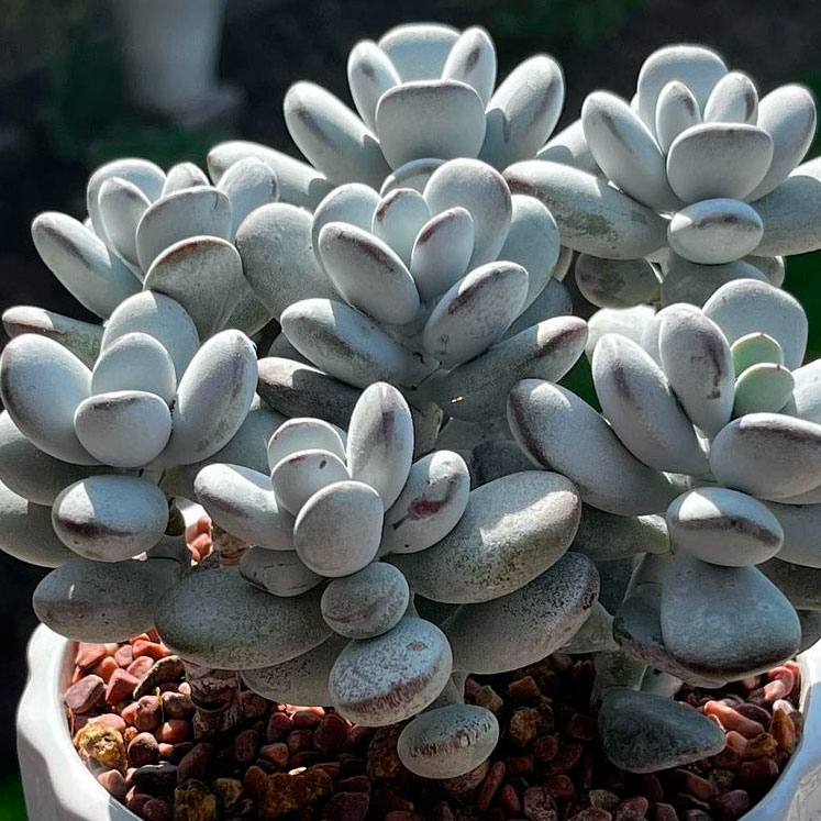 Cotyledon Orbiculata