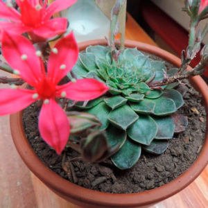 Graptopetalum Bellum