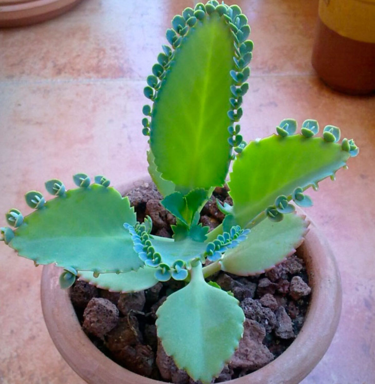 Kalanchoe Laetivirens, Cuidados y Reproducción 🌱 Th Suculentas