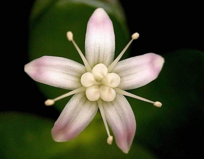 flor de Crassula ovata
