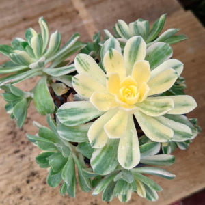 Aeonium castello-paivae