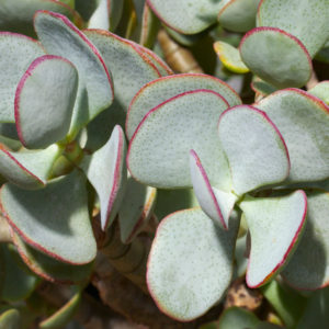 Crassula Arborescens