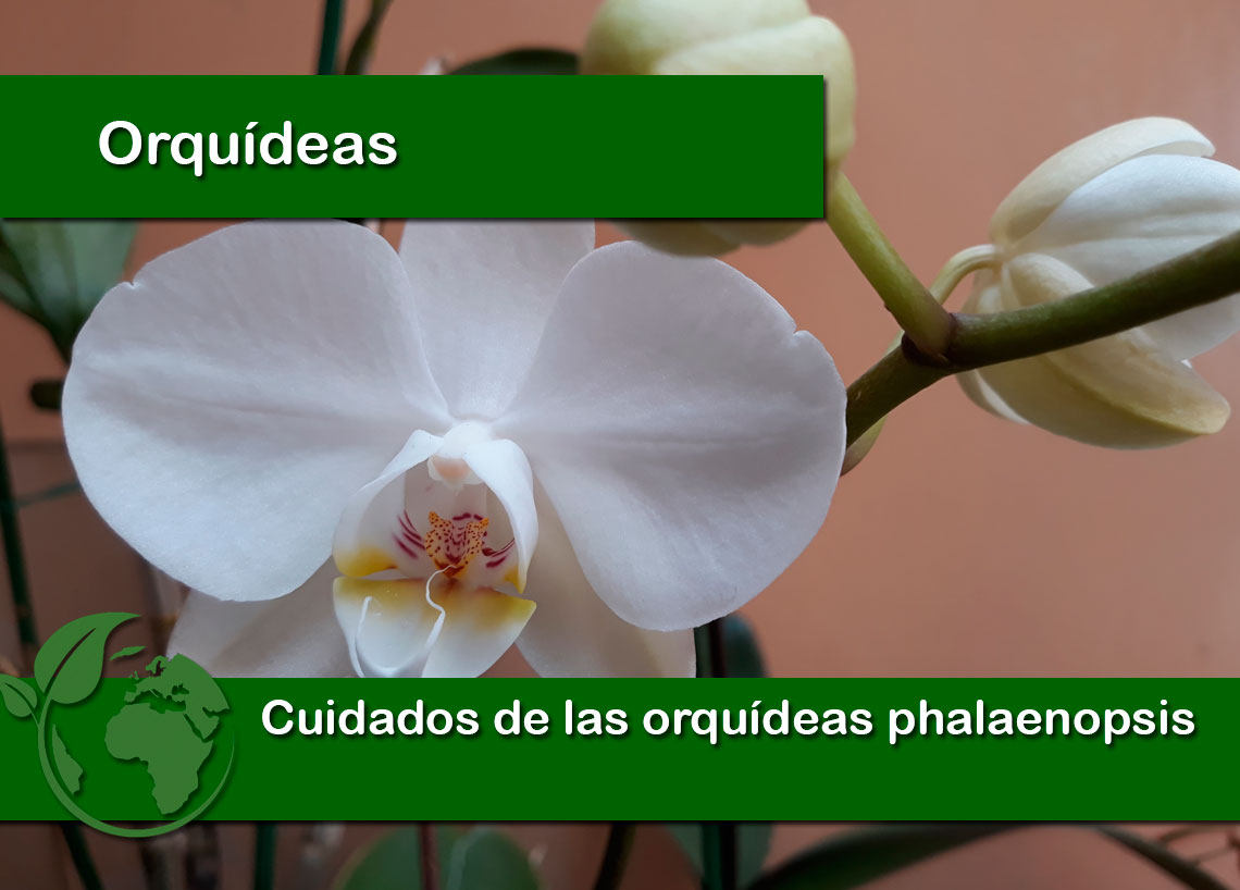 Cuidados de las orquídeas phalaenopsis