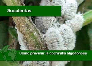 Como prevenir la cochinilla algodonosa