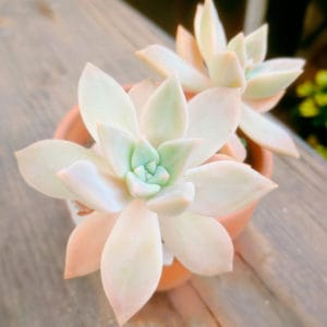 Graptosedum Ghosty