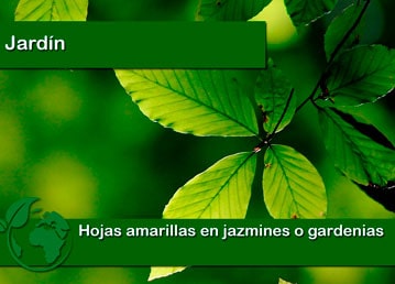 Hojas amarillas en jazmin