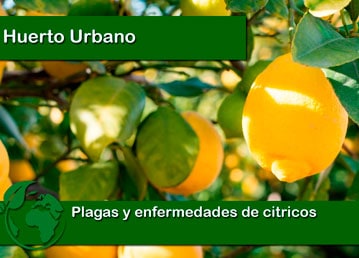 Plagas y enfermedades de citricos
