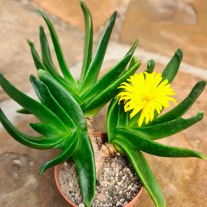 Glottiphyllum Linguiforme