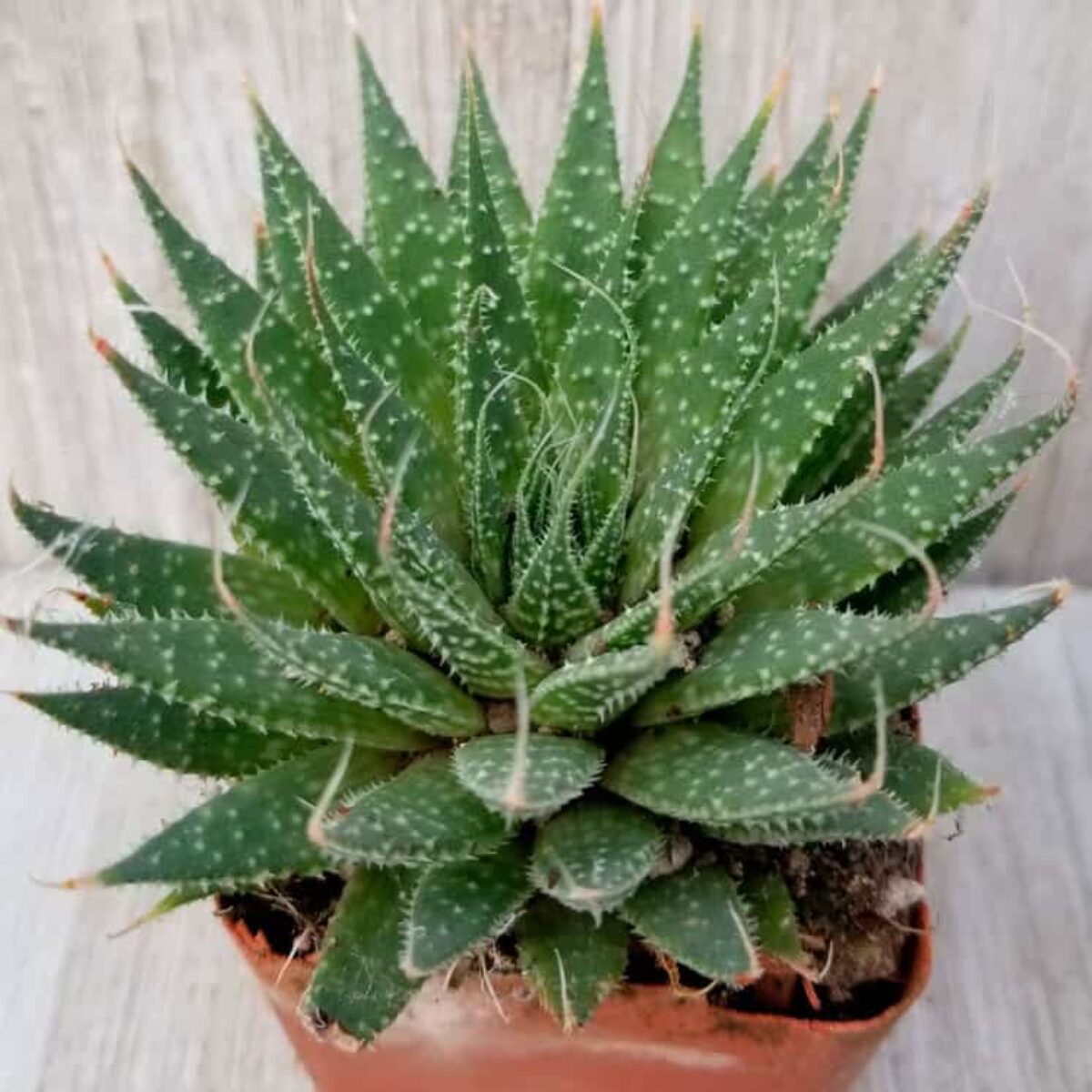 aloe vera muskelgel Aloe Vera Entspannungsgel 75 ml und 200 ml – Premium-Qualität | Atlantia®