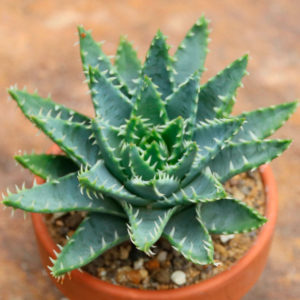 Aloe Brevifolia