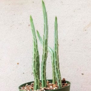 Kleinia Stapeliiformis