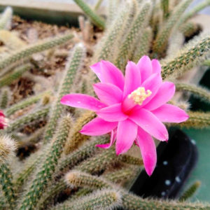 Disocactus Flagelliformis