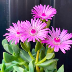 Oscularia Caulescens