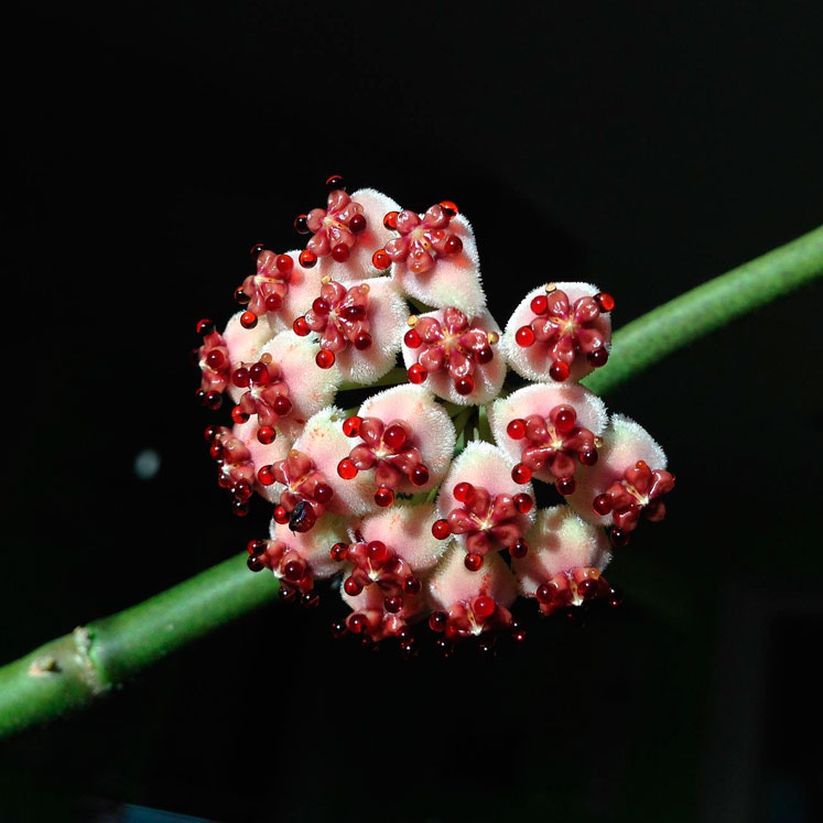 flor de Hoya kerrii