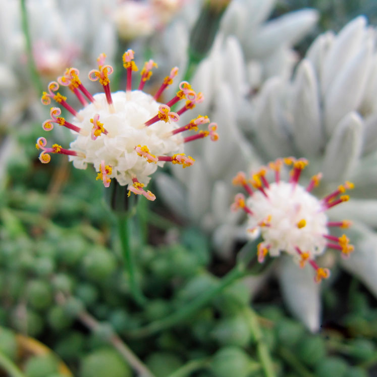 Senecio rowleyanus flor