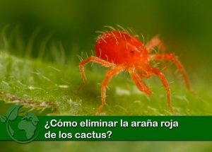 Como eliminar la araña roja de los cactus