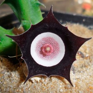 Huernia oculata